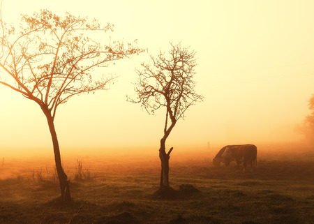 Cow on the fogの写真素材
