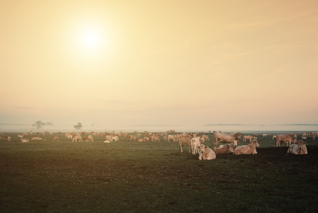 Cows on the pastureの写真素材