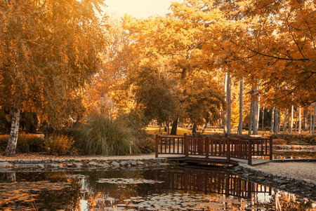 Pond on the autumn parkの写真素材