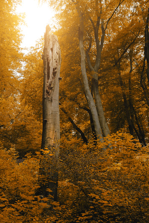 Autumn forestの写真素材