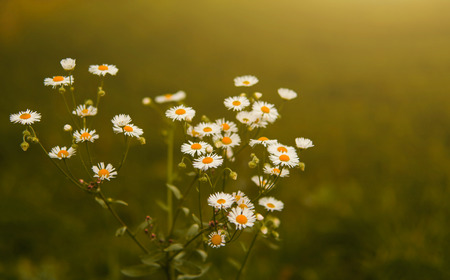 White flowersの写真素材