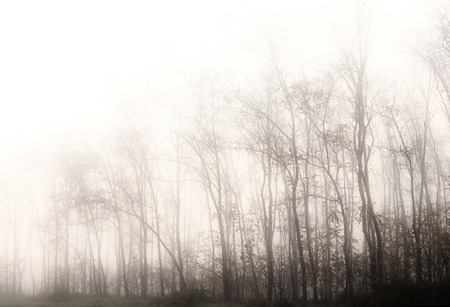 Foggyの写真素材