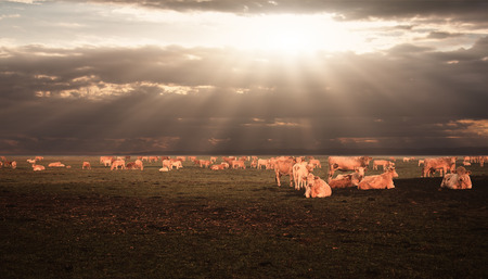 Cows on pastureの写真素材