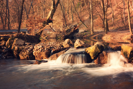Creek in forest の写真素材