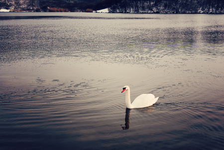 Swan on winter lakeの写真素材