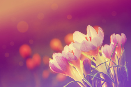 Flower pastelの写真素材