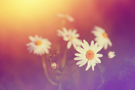 Flower pastelの写真素材