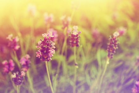 Flower pastelの写真素材