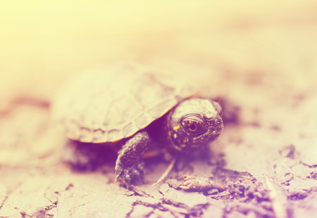 Baby turtleの写真素材