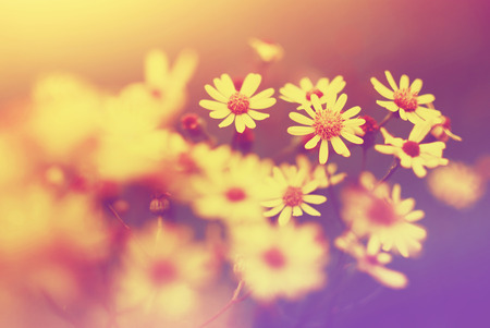 Flower pastelの写真素材