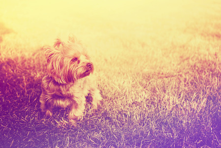 Little dogの写真素材