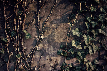 Ivy on the wallの写真素材