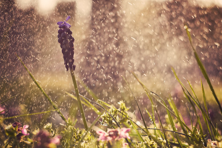Spring flowersの写真素材
