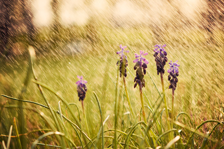 Spring flowersの写真素材