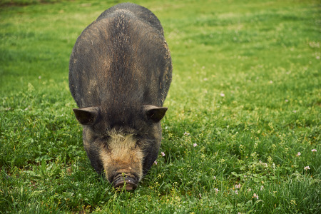 Vietnam pigの写真素材