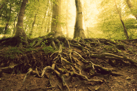 Rootsの写真素材