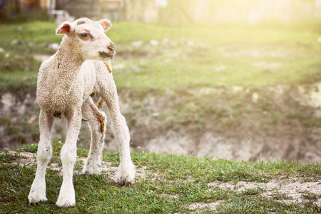 Baby sheepの写真素材