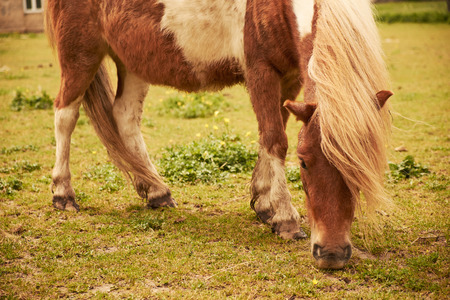 Horseの写真素材
