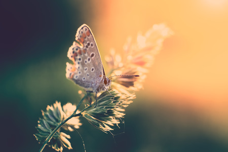 Butterflyの写真素材