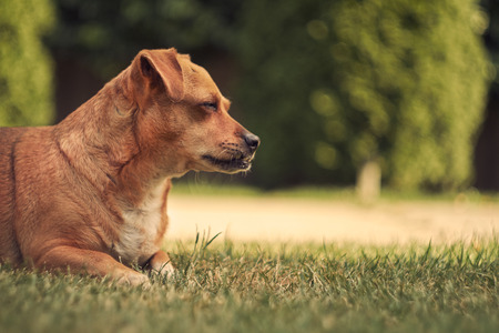 Dog