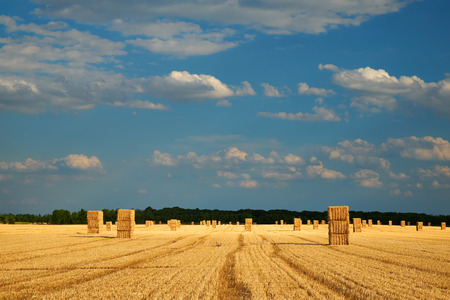 Field