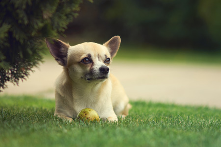 Chihuahuaの写真素材