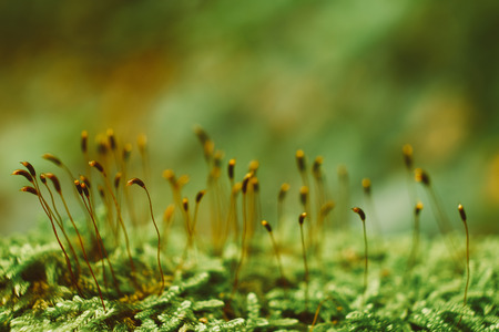 Mossの写真素材