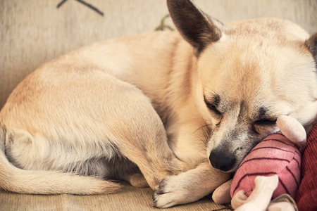 Chihuahua sleepingの写真素材