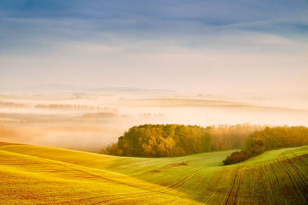 Field in morning lights