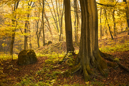 Beautiful autumn forestの写真素材