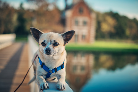 Chihuahuaの写真素材