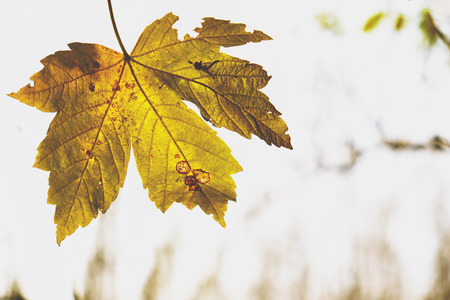 Autumn leaf
