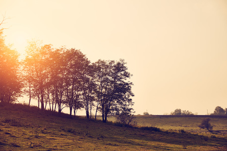 Sunset forestの写真素材