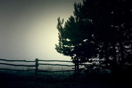 Haunted foggy fieldの写真素材