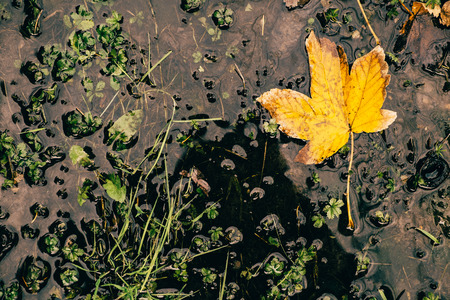 Yellow autumn leaf on the waterの写真素材