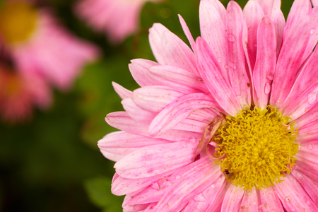 Pink flowersの写真素材