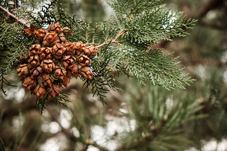 Pine conesの写真素材