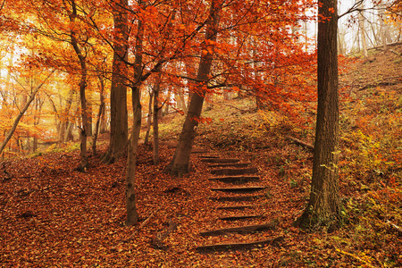 Footpath autumn forest