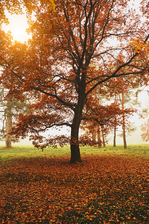Autumn parkの写真素材