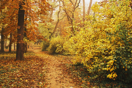 Autumn parkの写真素材