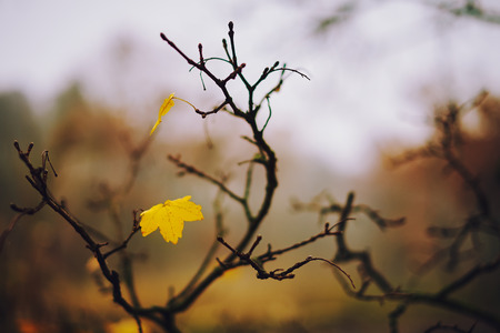 Autumn leafの写真素材