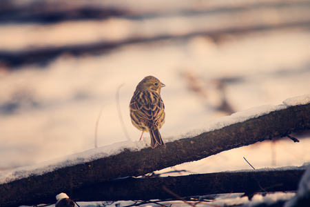 Little birdの写真素材