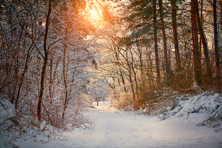 Winter road in forestの写真素材