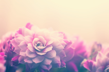Pastel pink rose flowerの写真素材