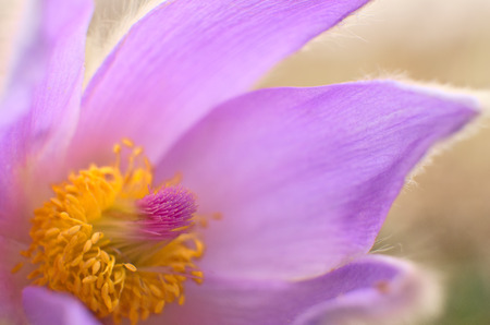 Pulsatilla grandis