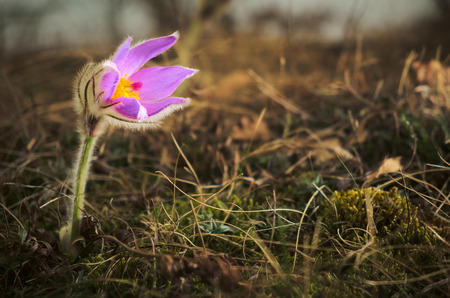 Pulsatilla grandis