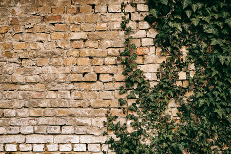 Brick wall with green ivy backgroundの写真素材