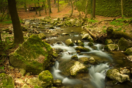 River in the woods