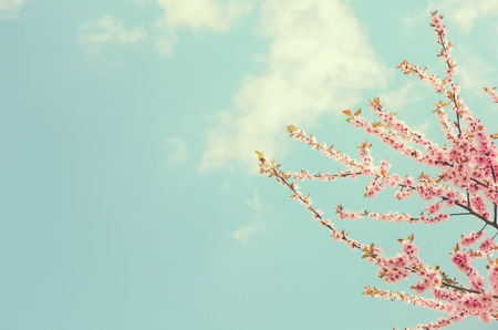 Pink cherry blossom background with pastel colorの写真素材