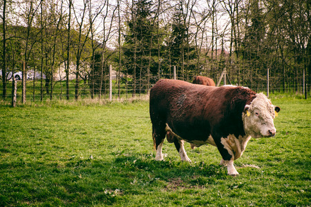 Cow grazing on pastureの写真素材